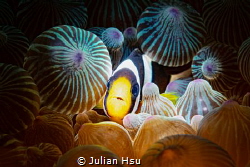Juvenile Anemonefish by Julian Hsu 